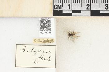 Media type: image;   Entomology 771283 Aspect: Labels